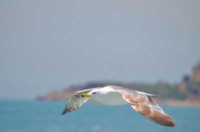 Close-up of seagull flying over sea against sky