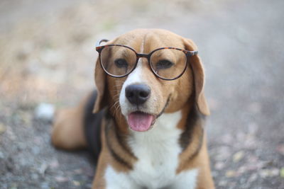 Close-up portrait of a dog