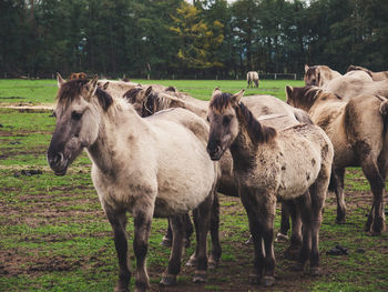 Horses in a field