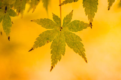 Close-up of leaves on plant during sunset