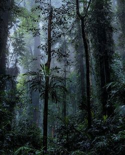 Low angle view of trees