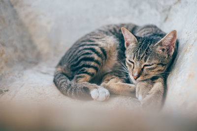 Close-up of kitten relaxing