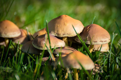 Close-up of mushrooms on grass