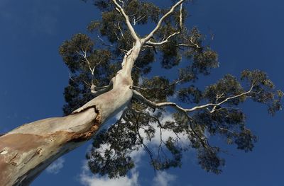 Low angle view of tree against sky