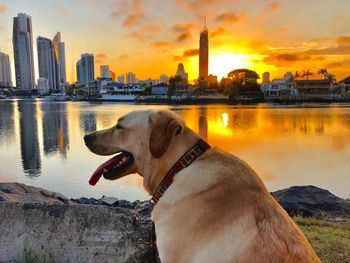 Dog by river against sky during sunset
