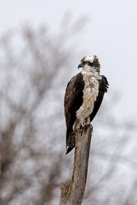 Osprey perched on a windy day