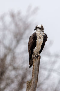 Low angle view of bird perching on branch