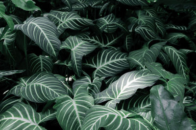 Creative tropical green leaves layout. concept green leaves pattern background