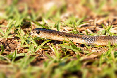 Close-up of lizard on land