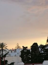 Palm trees against sky during sunset