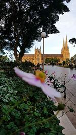 Flowers growing by tree against sky