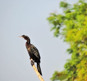Bird perching on a tree