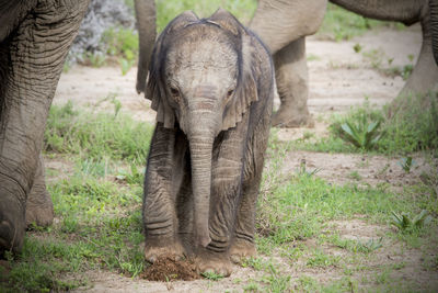 Elephants on field