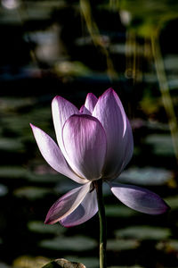 Close-up of pink flower