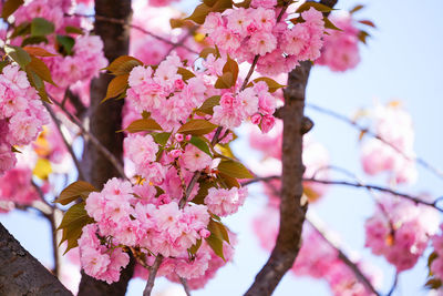 Close-up of pink cherry blossoms in spring