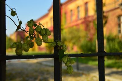 Close-up of fence