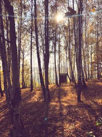 Sunlight streaming through trees in forest