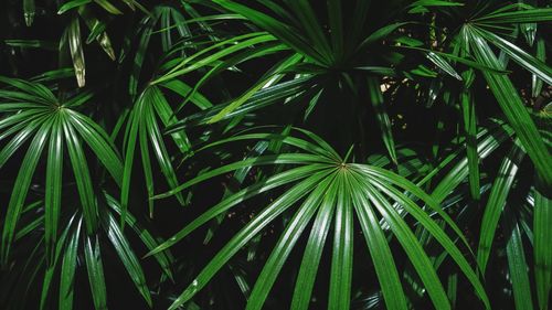 Close-up of palm tree