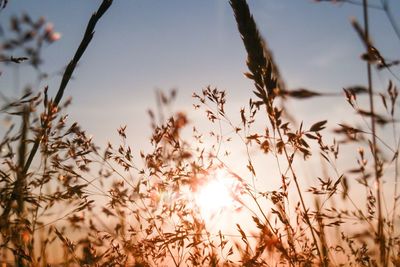 Close-up of plants growing on field at sunset