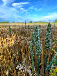 High angle view of stalks in field against cloudy sky