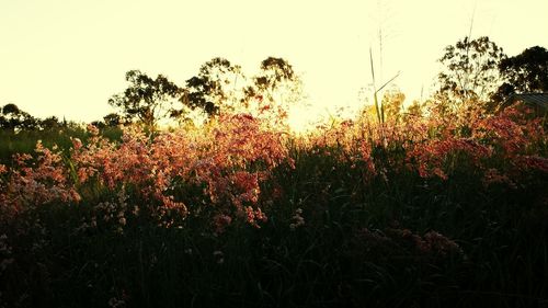 Red flowers growing on tree