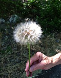 Close-up of cropped hand holding dandelion