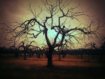 Bare trees on field at sunset