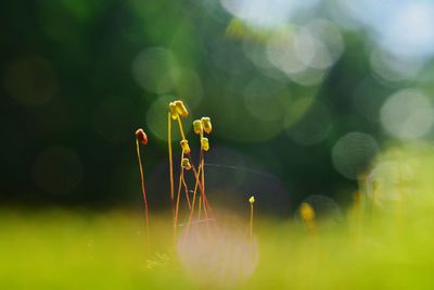 Close-up of moss plant growing and bokeh lights 