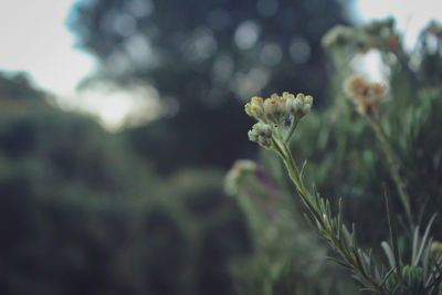 Close-up of flowering plant on field