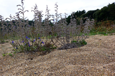 Scenic view of flowering plants on land against sky