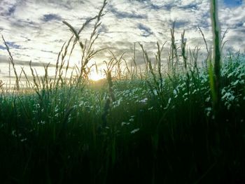 Scenic view of field against sky at sunset