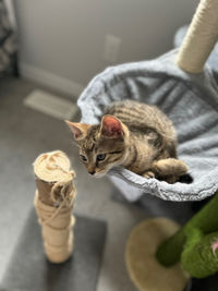 cat