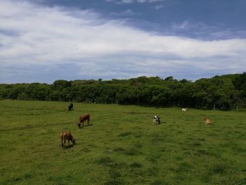 Cows grazing on field against sky