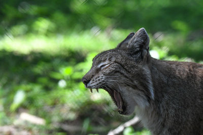 Close-up of a cat