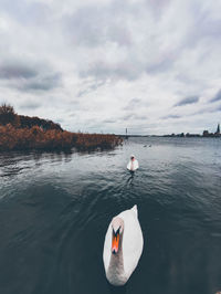 Swan swimming in lake against sky