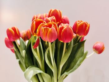 Close-up of tulips against white background