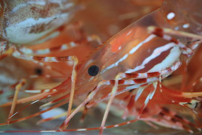 Close-up of fish swimming in sea