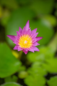 Close-up of purple water lily