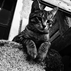 Portrait of cat sitting outdoors