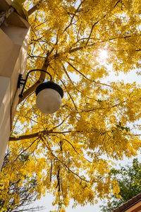 Low angle view of autumn tree