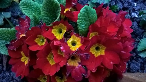 Close-up of red flower