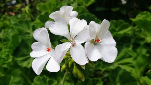 Close-up of white flowering plant