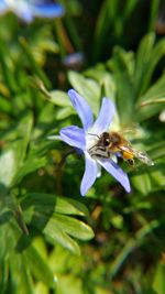 Close-up of insect on purple flower