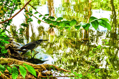 Bird perching on a lake