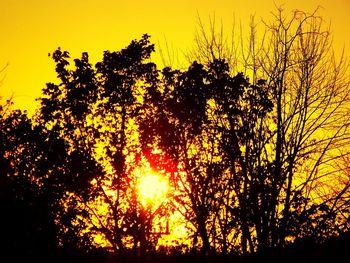 Silhouette of trees at sunset