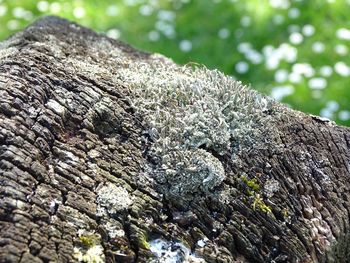 Close-up of tree