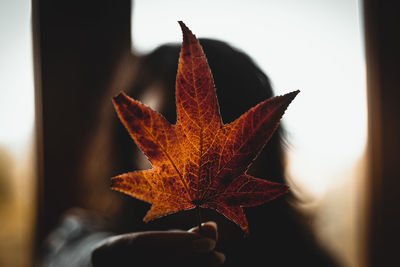 Close-up of hand holding maple leaf during autumn