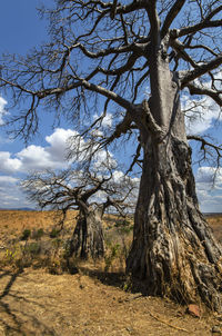 Bare trees on landscape against sky