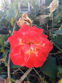 Close-up of red flower