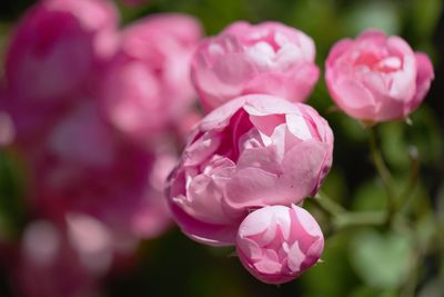 Close-up of pink rose